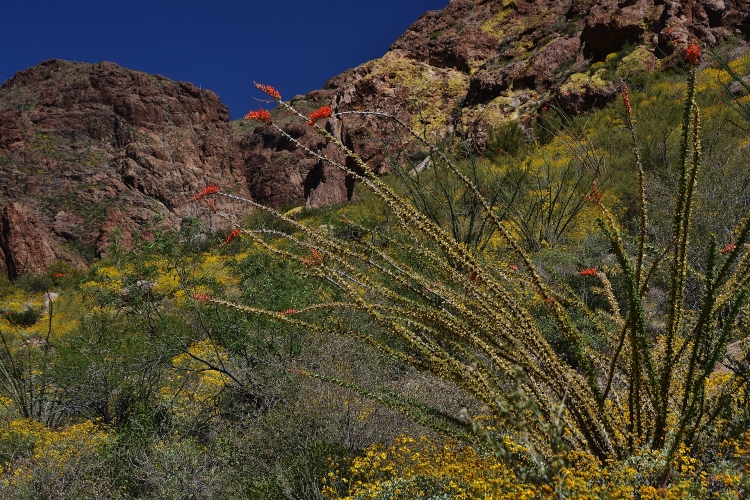 desert floor